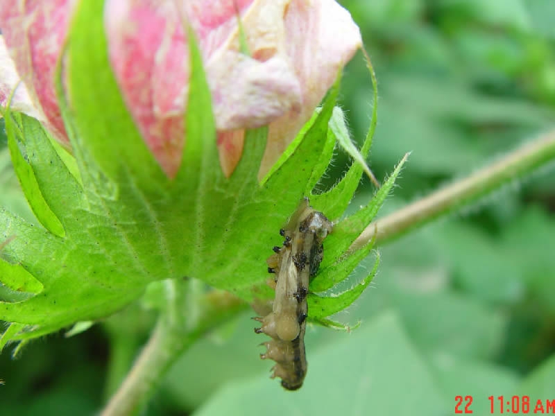 Agropages訪談公司程清泉總經(jīng)理：昆蟲病毒殺蟲劑：獨特作用機(jī)制賦予無限的市場潛力