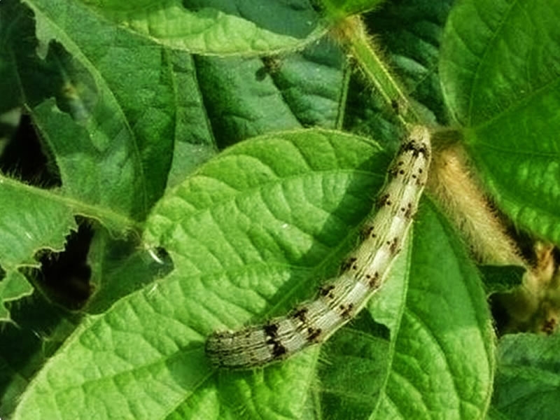 我公司3個產(chǎn)品進(jìn)入新疆兵團(tuán)重點推薦品種目錄