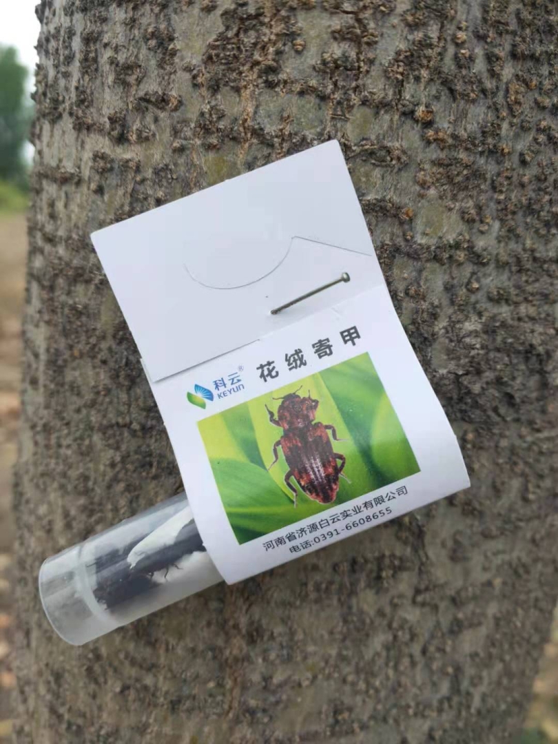 科云&reg;花絨寄甲