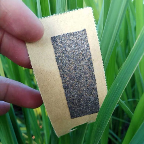 科云&reg;赤眼蜂