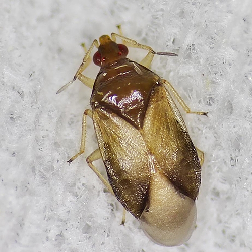 科云&reg;小花蝽