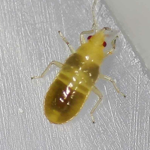 科云&reg;小花蝽