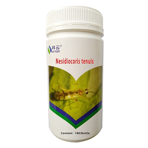 科云&reg;煙盲蝽