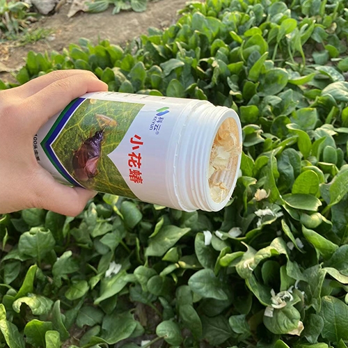 科云&reg;小花蝽