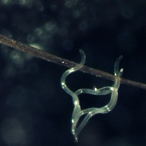 奈瑪&reg;昆蟲病原線蟲