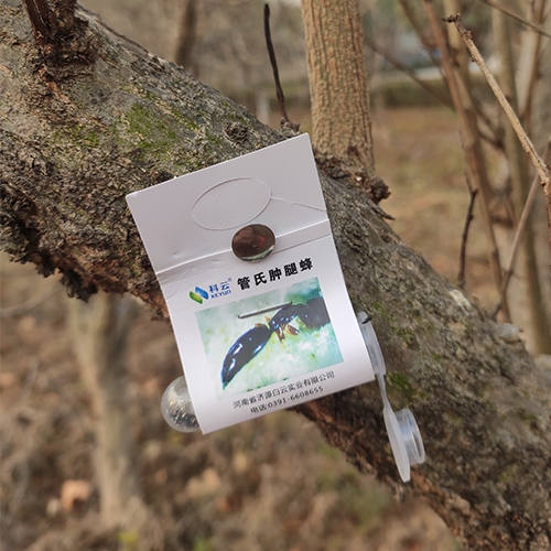 科云&reg;管氏腫腿蜂