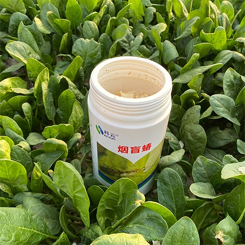 科云&reg;煙盲蝽