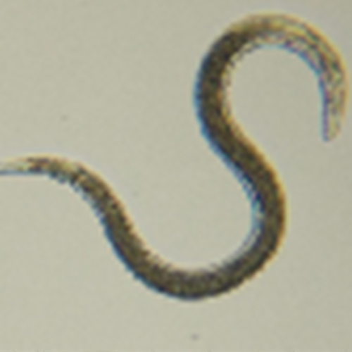 奈瑪&reg;昆蟲病原線蟲