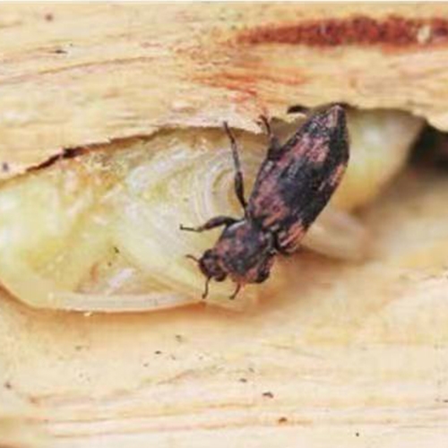 科云&reg;花絨寄甲