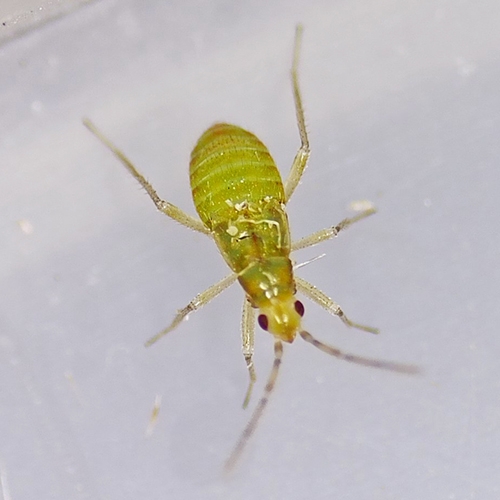 科云&reg;煙盲蝽