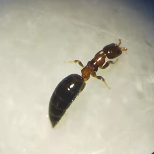 科云&reg;管氏腫腿蜂