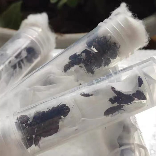 科云&reg;花絨寄甲