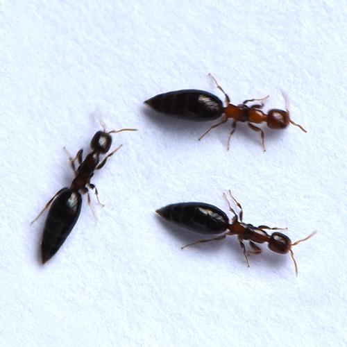 科云&reg;管氏腫腿蜂