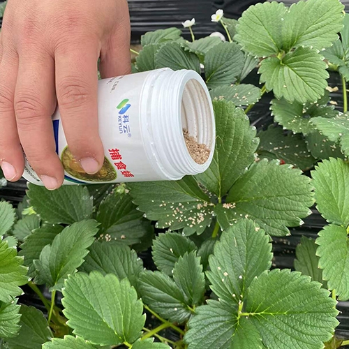 科云&reg;斯氏鈍綏螨