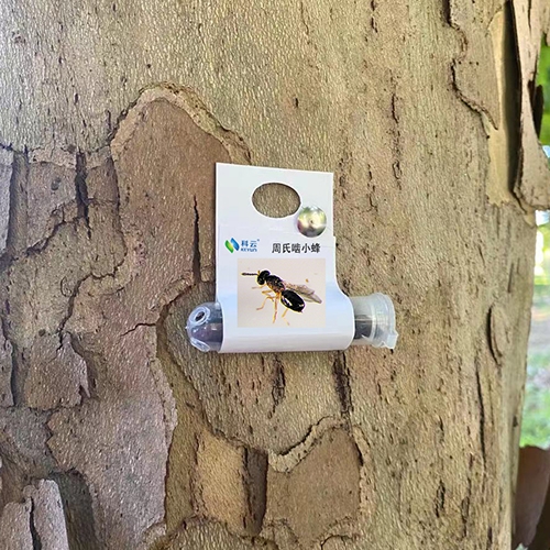 科云&reg;周氏嚙小蜂
