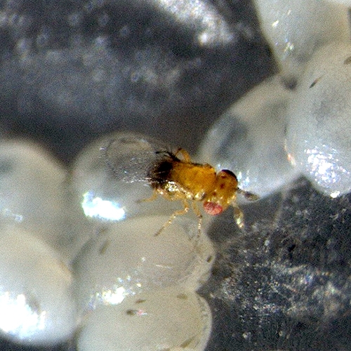 科云&reg;赤眼蜂