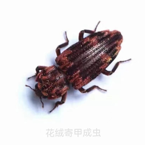 科云&reg;花絨寄甲