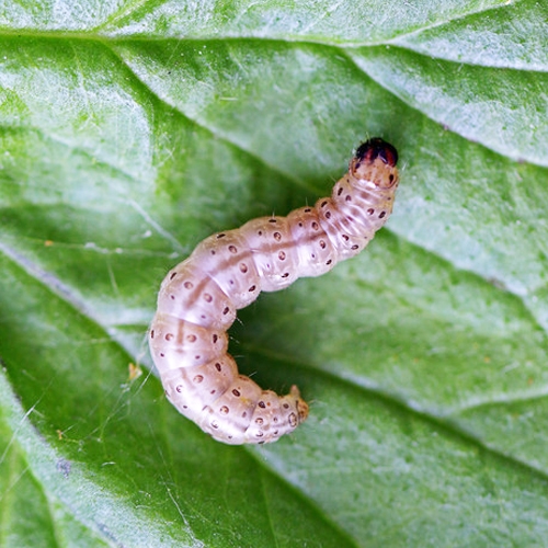 科云&reg; 實(shí)驗(yàn)昆蟲(chóng)&mdash;&mdash;玉米螟