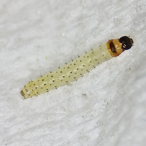 科云&reg; 實(shí)驗(yàn)昆蟲&mdash;&mdash;玉米螟