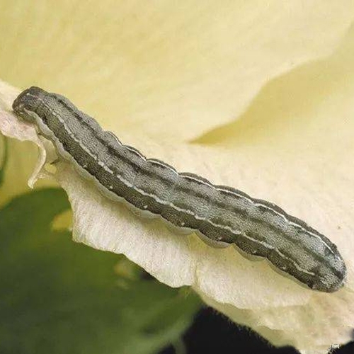 科云&reg; 實驗昆蟲&mdash;&mdash;甜菜夜蛾