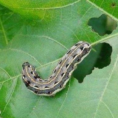 科云&reg; 實(shí)驗(yàn)昆蟲(chóng)&mdash;&mdash;斜紋夜蛾