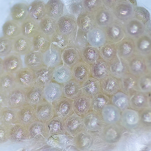 科云&reg; 實(shí)驗(yàn)昆蟲&mdash;&mdash;草地貪夜蛾