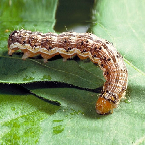 科云&reg; 實驗昆蟲&mdash;&mdash;棉鈴蟲