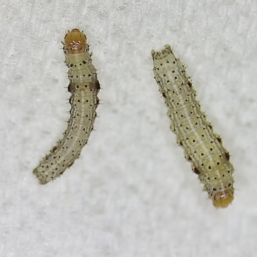 科云&reg; 實驗昆蟲&mdash;&mdash;斜紋夜蛾