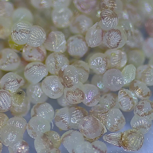 科云&reg; 實驗昆蟲&mdash;&mdash;棉鈴蟲