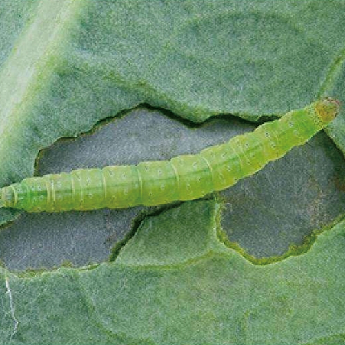 科云&reg; 實(shí)驗(yàn)昆蟲(chóng)&mdash;&mdash;小菜蛾