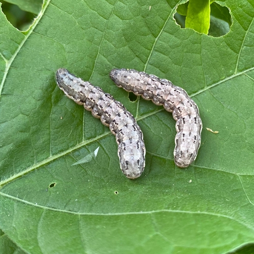 科云&reg; 實驗昆蟲&mdash;&mdash;甜菜夜蛾