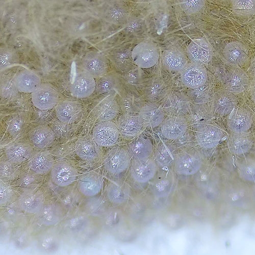 科云&reg; 實驗昆蟲&mdash;&mdash;斜紋夜蛾