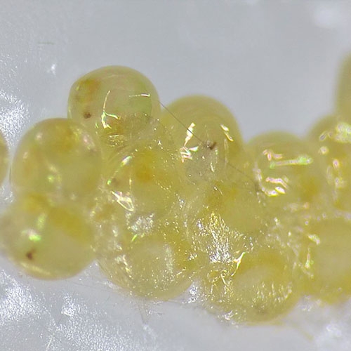 科云&reg;  實驗昆蟲&mdash;&mdash;粘蟲