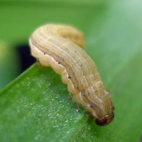 科云&reg;  實(shí)驗(yàn)昆蟲(chóng)&mdash;&mdash;粘蟲(chóng)