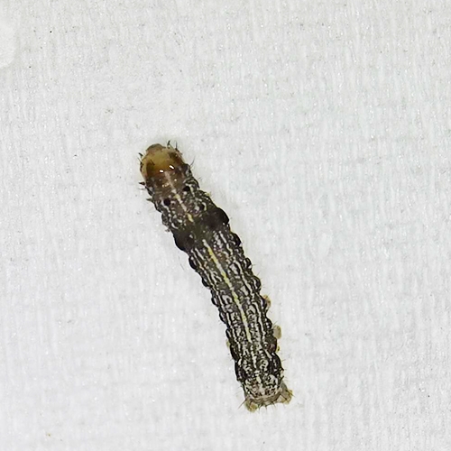 科云&reg; 實驗昆蟲&mdash;&mdash;棉鈴蟲