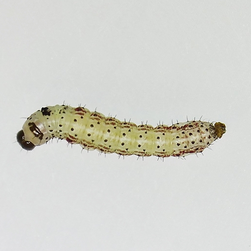 科云&reg; 實(shí)驗(yàn)昆蟲&mdash;&mdash;草地貪夜蛾