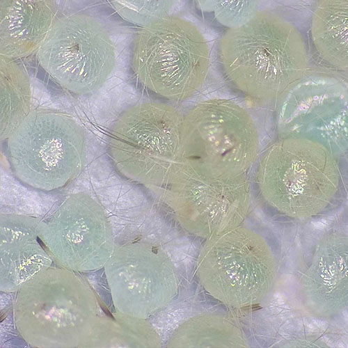 科云&reg; 實驗昆蟲&mdash;&mdash;甜菜夜蛾