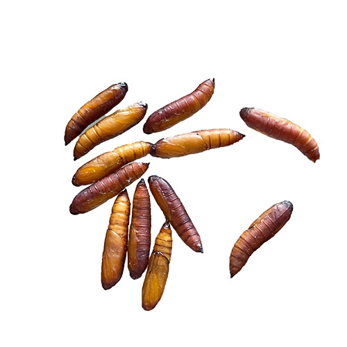 科云&reg; 實(shí)驗(yàn)昆蟲&mdash;&mdash;玉米螟