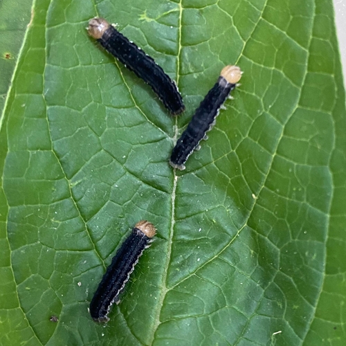 科云&reg;  實驗昆蟲&mdash;&mdash;粘蟲