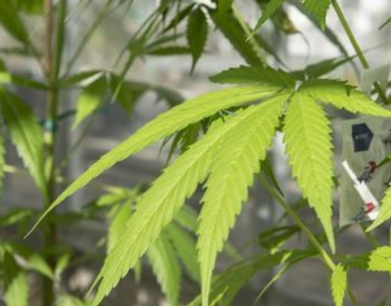 美國俄勒岡州立大學農業(yè)科學學院研究證實棉鈴蟲核型多角體病毒有潛力防治大麻上的棉鈴蟲幼蟲