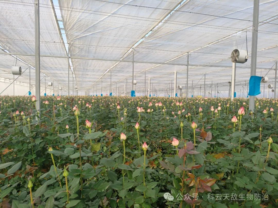 山東50萬株玫瑰用上科云&reg;加州捕食螨