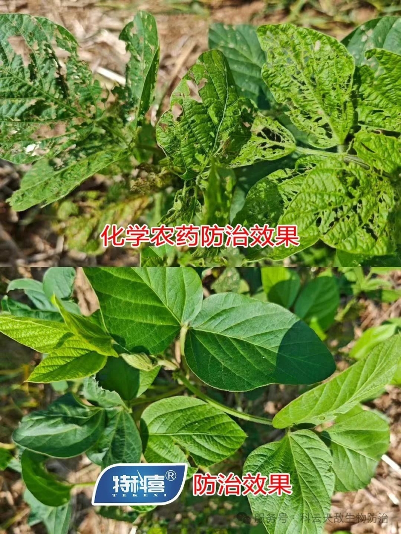 科云&reg;特科喜&reg;甜菜夜蛾核型多角體病毒防治甜菜夜蛾效果，得到全省生物防治&ldquo;三進(jìn)&rdquo;行動(dòng)專(zhuān)家教授的一致肯定