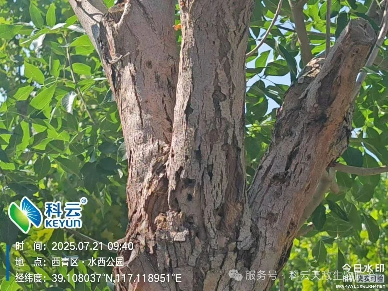 天津&ldquo;市樹(shù)&rdquo;遭蟲(chóng)害侵襲，科云&ldquo;天敵&rdquo;越千里救治